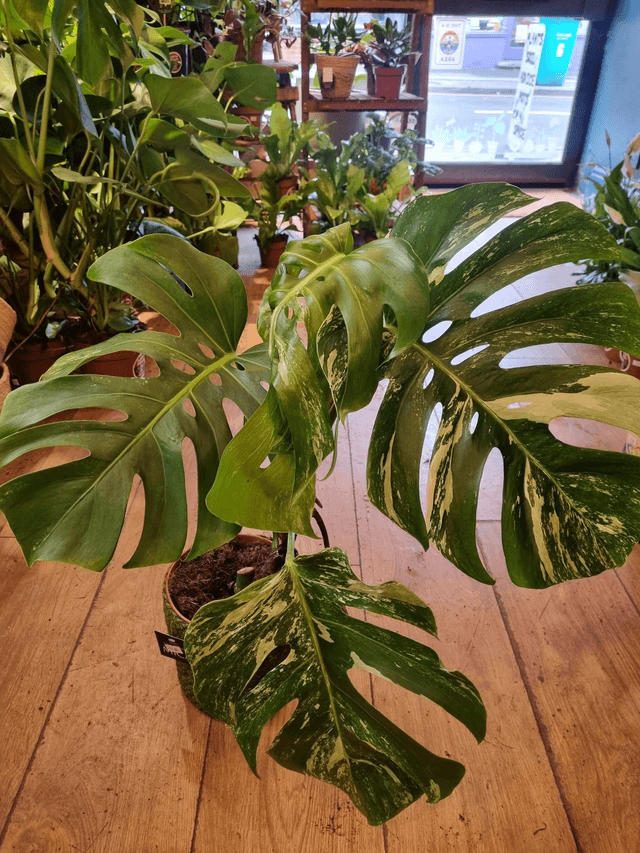 Variegated monstera