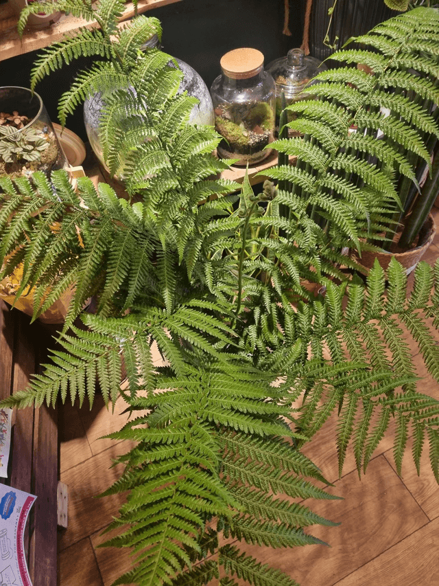 Dicksonia fern 