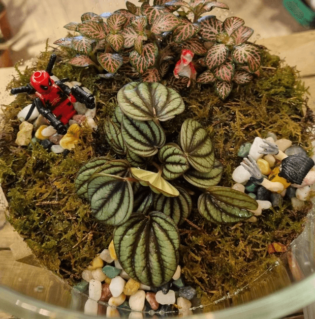 Terrarium with deadpool and Wolverine 