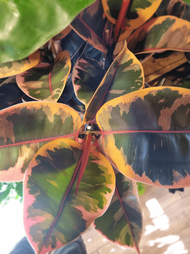 Ficus Belize in 27cm pot 95cm tall. 