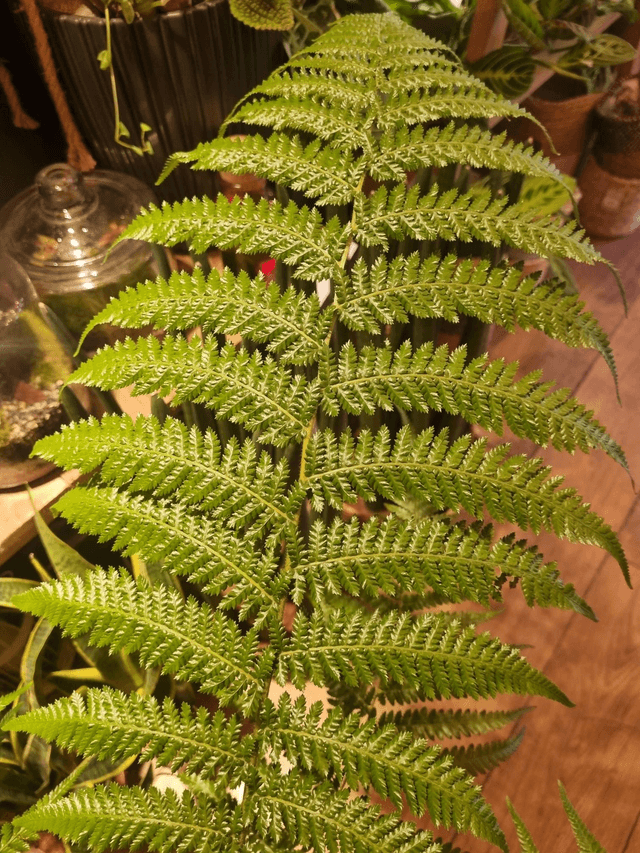 Dicksonia fern 