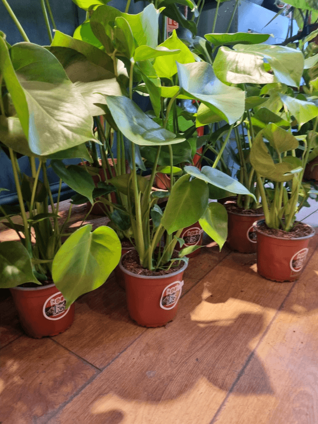 Monstera Deliciosa