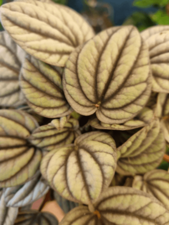 Peperomia mistique 