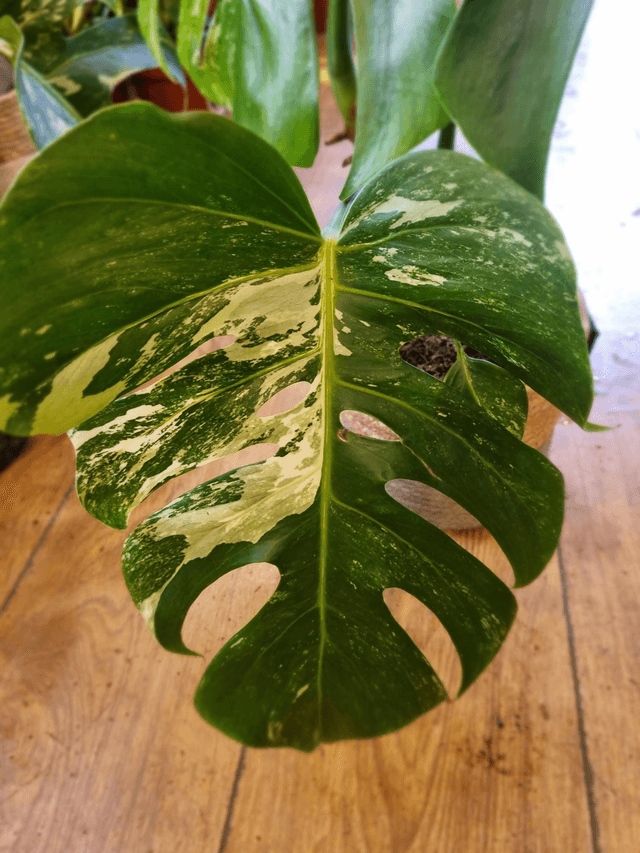 Variegated monstera