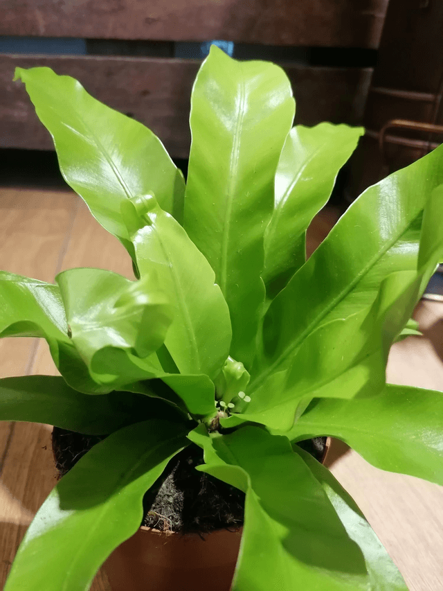 Birds nest fern in 12cm pot 