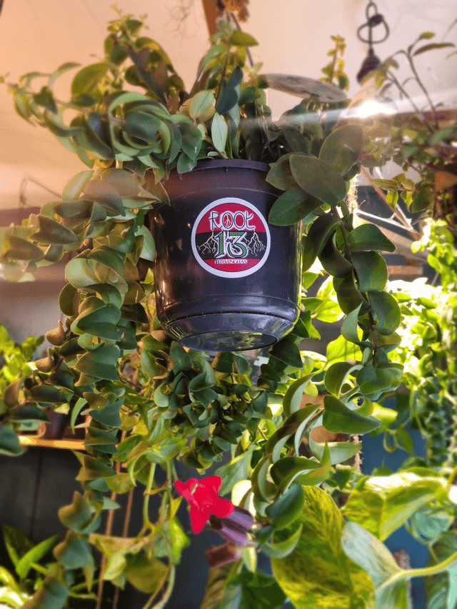 Lipstick plant