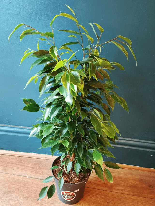 Ficus benjamina in 17cm pot 70 cm tall 