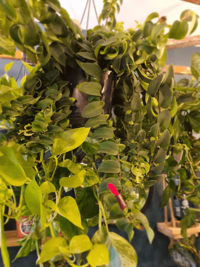 Lipstick plant