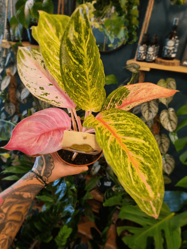 Aglaonema / Chinese Evergreen mix