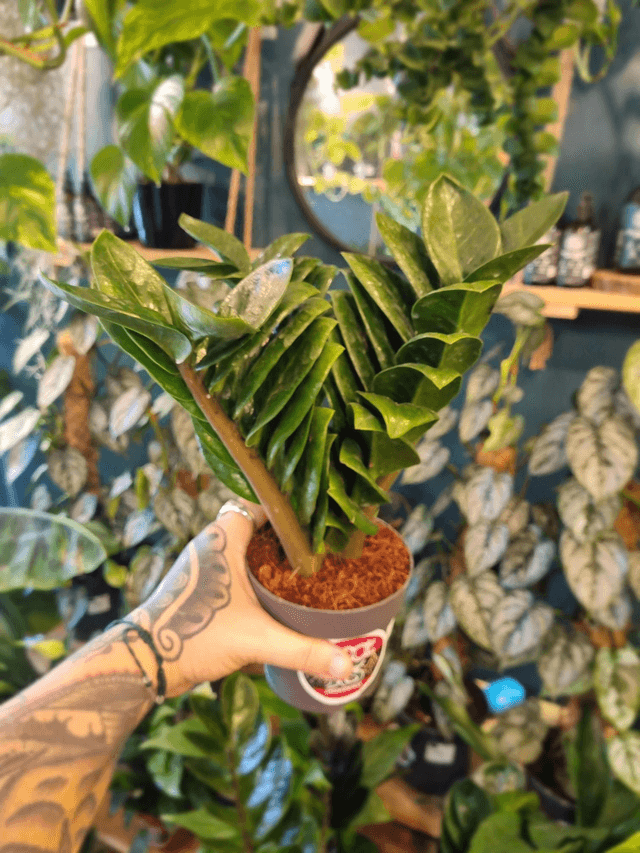 Zamioculas Lucky (zz plant)