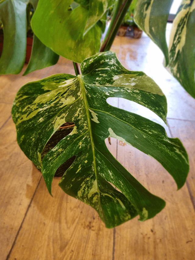Variegated monstera