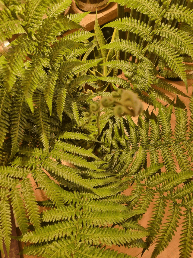 Dicksonia fern 