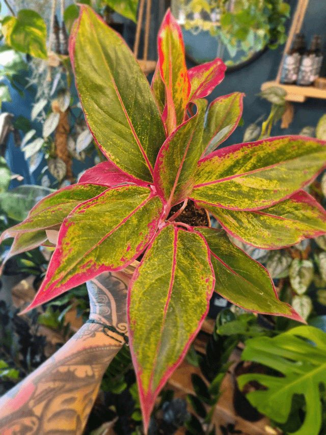 Aglaonema / Chinese Evergreen mix