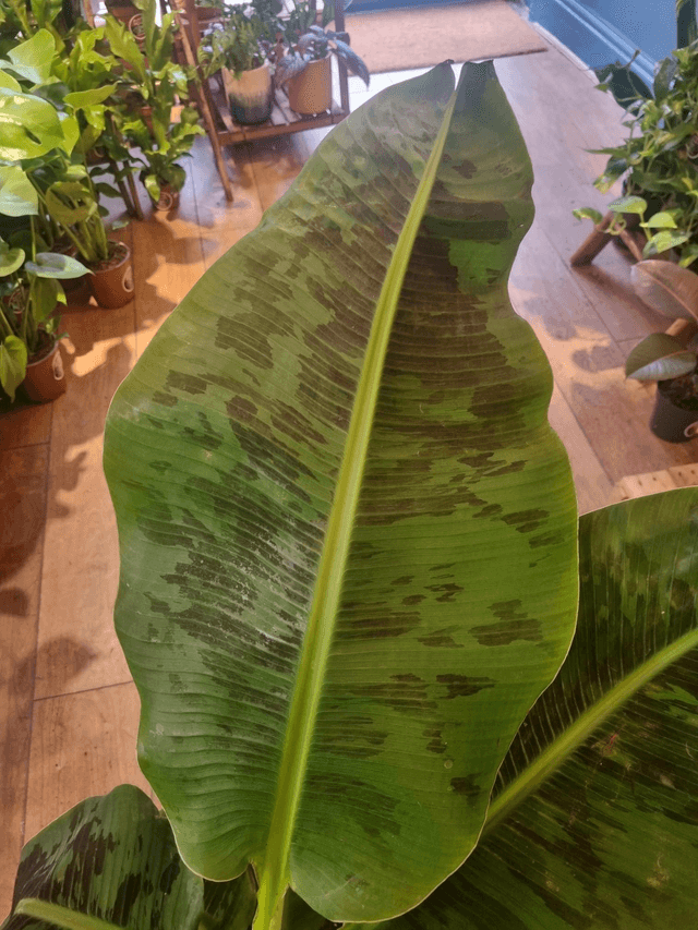 Banana palm 