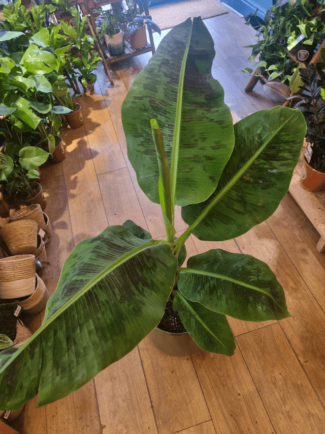 Banana palm 