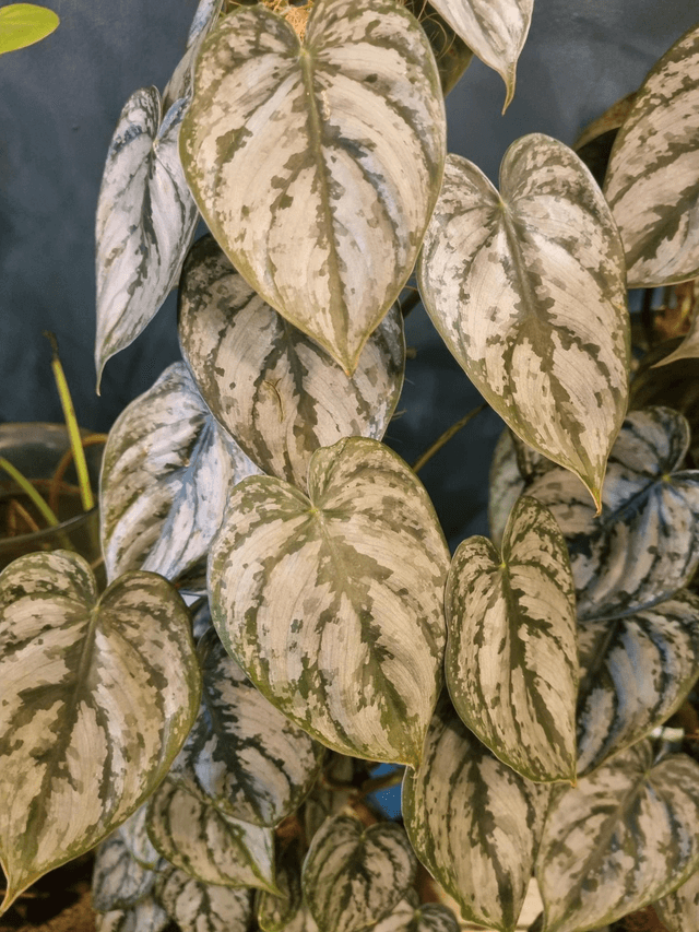 Philodendron brandti 16cm pot 70cm high