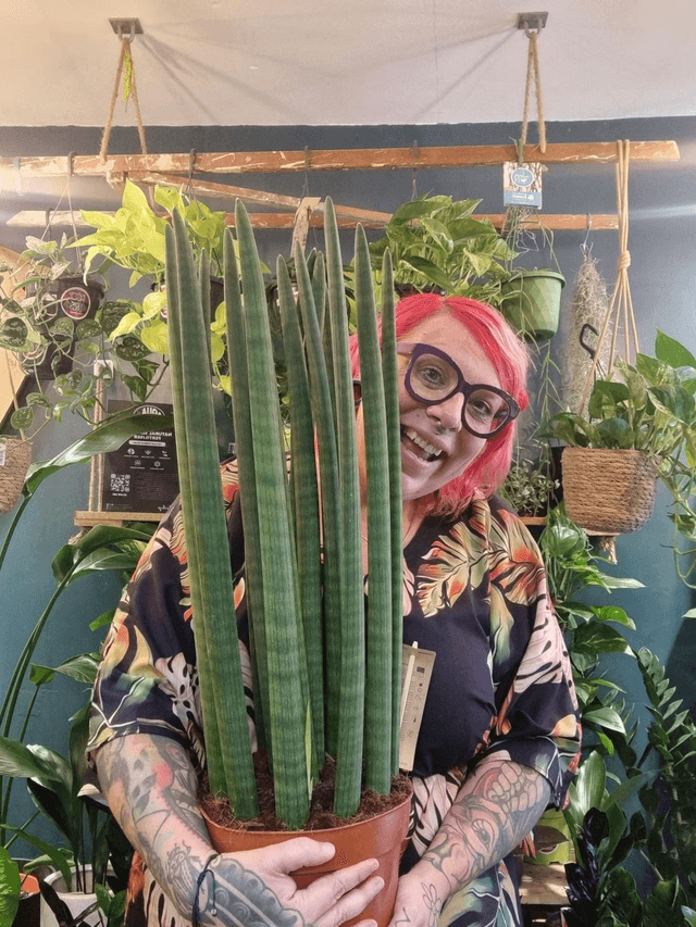 Sansevieria straight in 12cm pot 40cm tall 