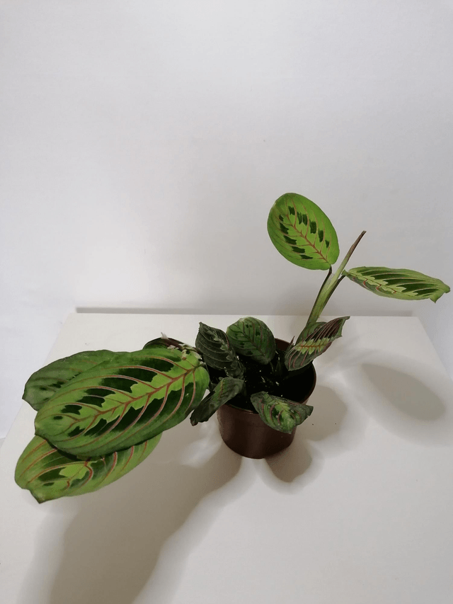 Maranta Fascinator (herring bone plant) in 12cm pot