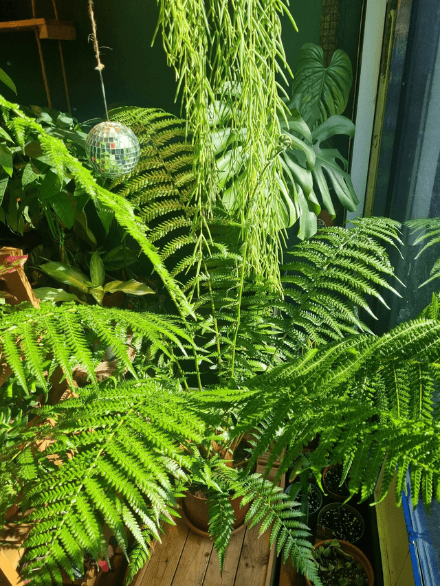 Dicksonia fern 