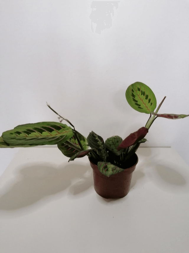 Maranta Fascinator (herring bone plant) in 12cm pot