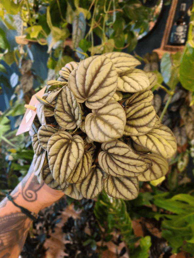 Peperomia mistique 