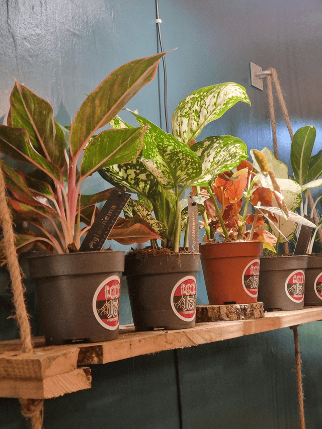 Aglaonema / Chinese Evergreen mix