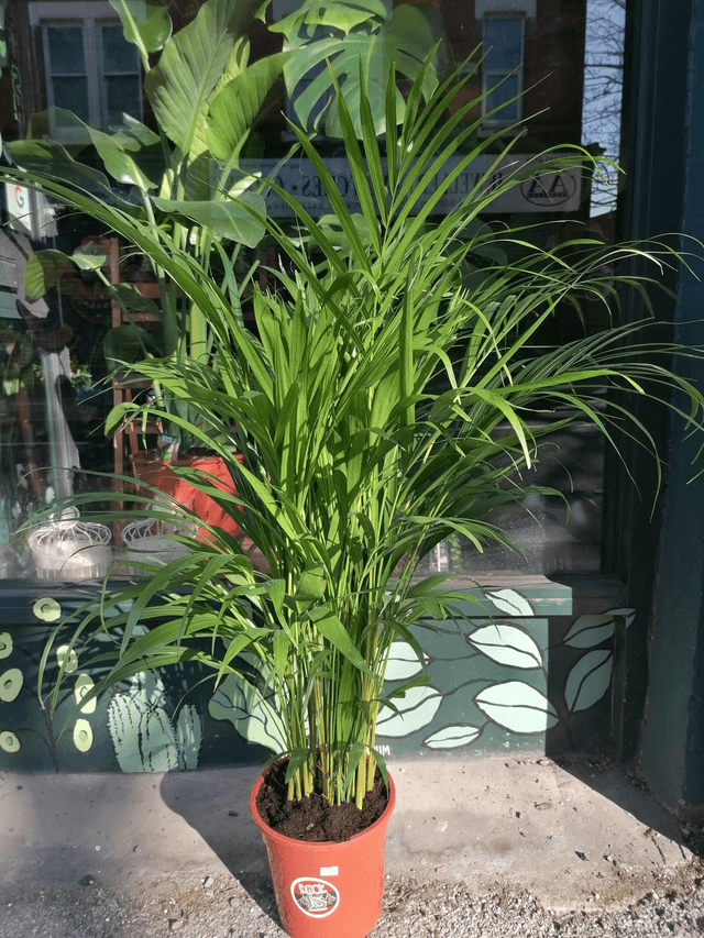 Parlour palm standing 120cm tall in 24cm pot 