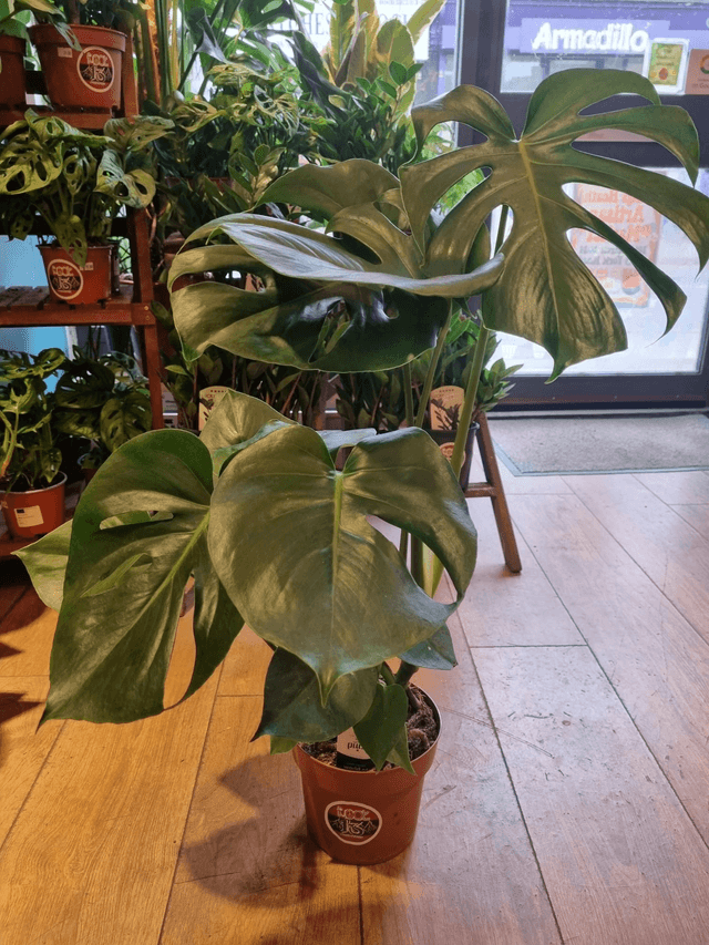 Monstera Deliciosa