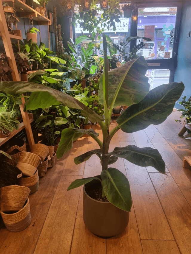 Banana palm 