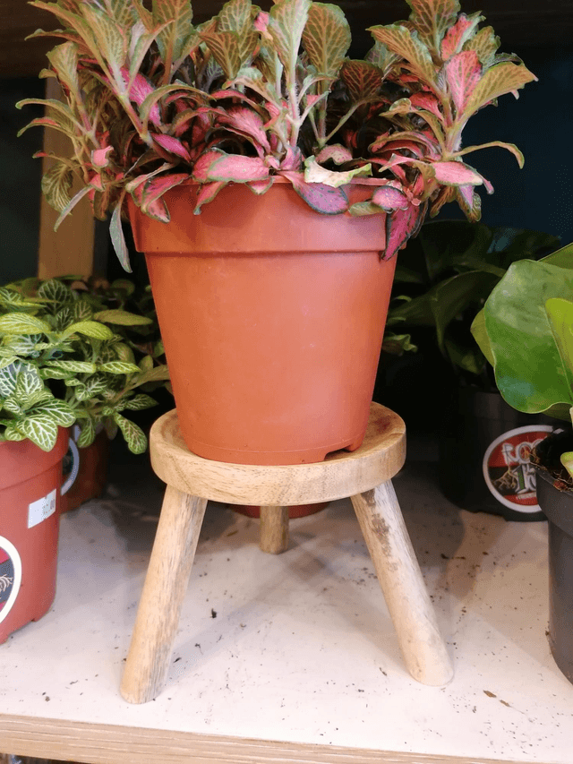 Wooden stand 12cm 
