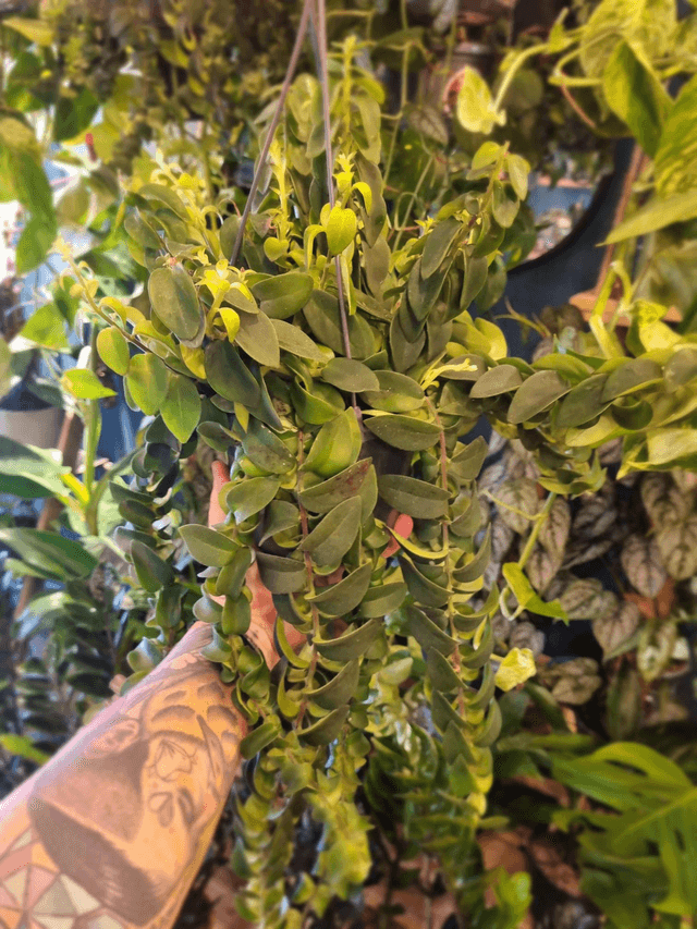 Lipstick plant