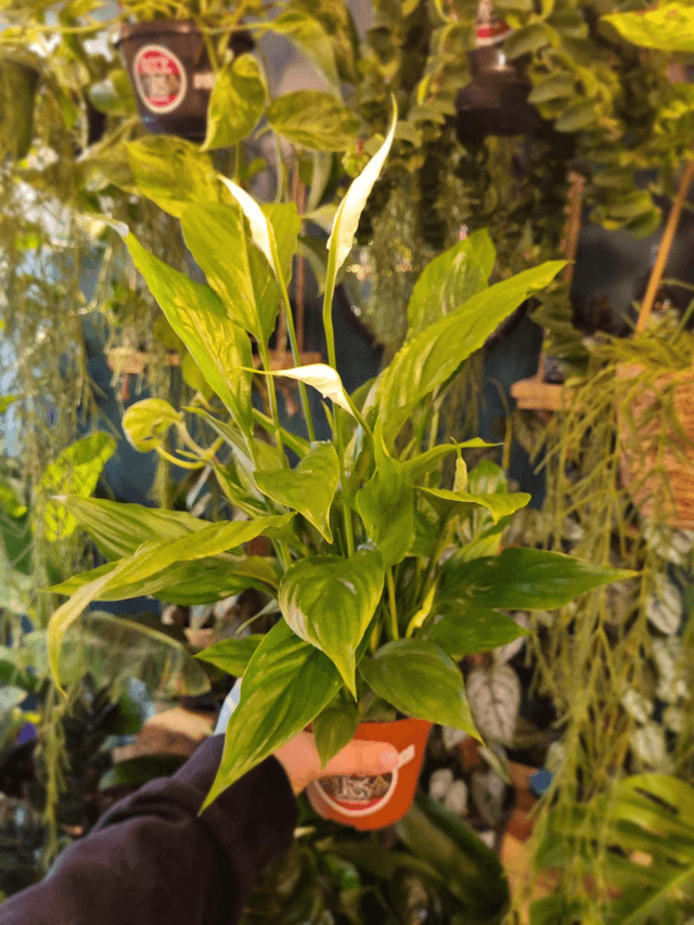 Peace lily in 12cm pot 