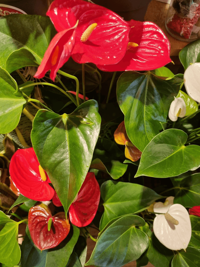 Anthurium mix in 12cm pot 