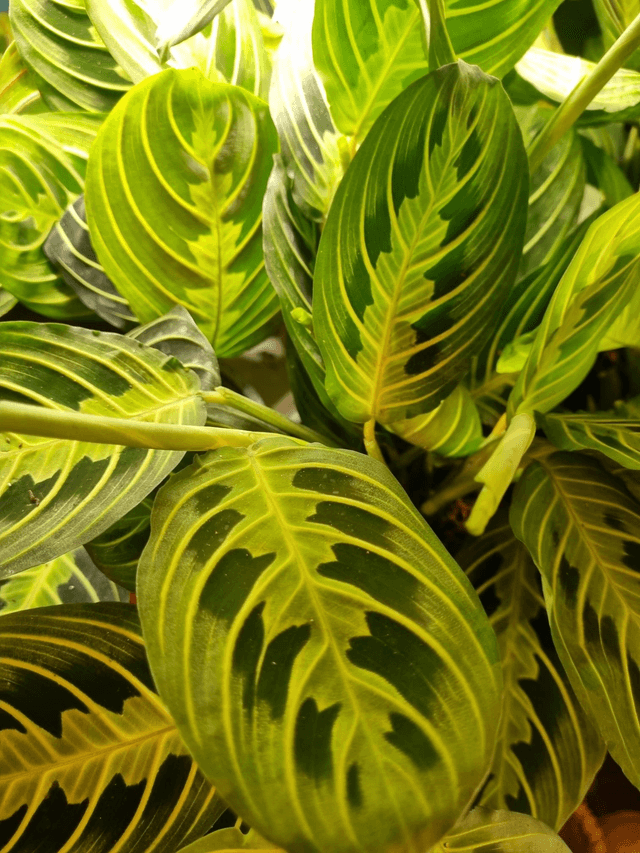 Maranta lemon lime in 12cm pot