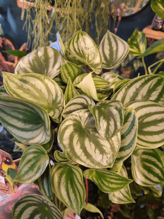 peperomia watermelon in 17cm pot