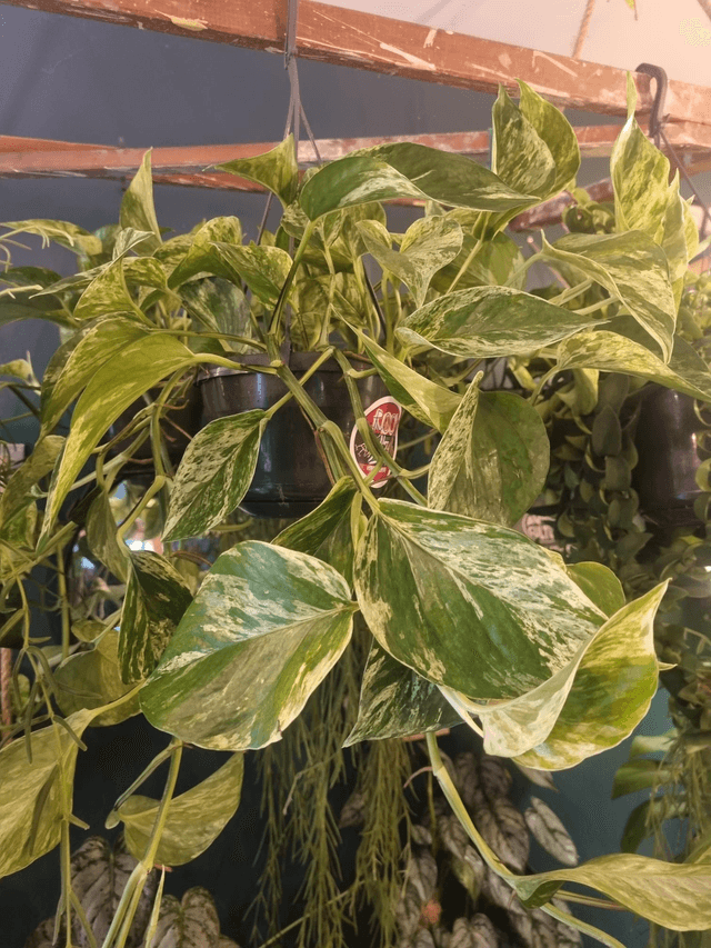 pothos, Marble queen hanging plant 