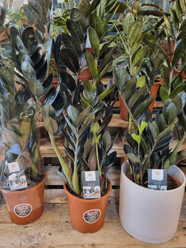 Zamioculas Lucky (zz plant)