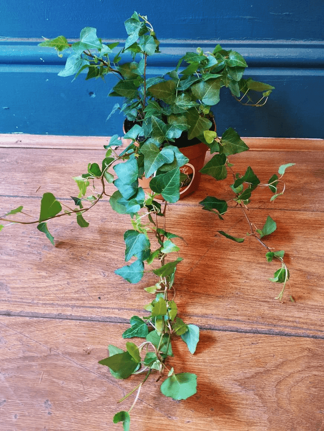Hedera Anna, English ivy in 13cm pot 